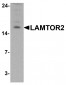 LAMTOR2 Antibody