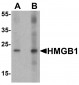 HMGB1 Antibody