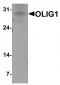 OLIG1 Antibody
