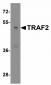 OLIG2 Antibody