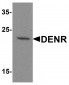 DENR Antibody