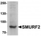 SMURF2 Antibody