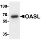 OASL Antibody