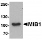 MIB1 Antibody