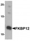 FKBP12 Antibody