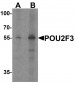 POU2F3 Antibody