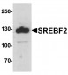 SREBF2 Antibody
