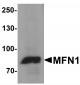 MFN1 Antibody