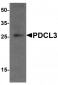 PDCL3 Antibody