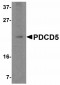 GABARAPL2 Antibody