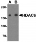 HDAC6 Antibody