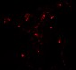 ATG4C Antibody