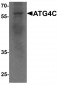ATG4C Antibody