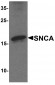 SNCA Antibody