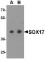 SOX17 Antibody