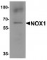NOX1 Antibody