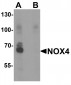 NOX4 Antibody