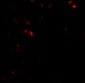 E2F3 Antibody