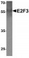 E2F3 Antibody