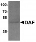 DAF Antibody