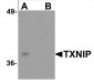 BATF3 Antibody