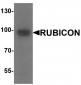 Rubicon Antibody