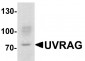 SMURF1 Antibody