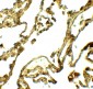 UVRAG Antibody
