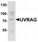 UVRAG Antibody