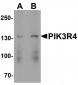 PIK3R4 Antibody