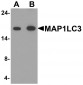 MAP1LC3 Antibody
