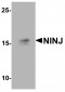 NINJ1 Antibody