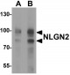NLGN2 Antibody