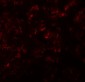 KIRREL2 Antibody