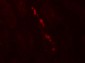 Nephrin Antibody