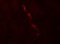 Nephrin Antibody