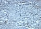 Nephrin Antibody