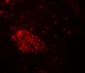 WDR61 Antibody