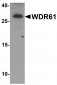 WDR61 Antibody