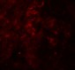 SESTRIN2 Antibody