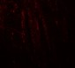 RHOT1 Antibody