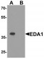 EDA1 Antibody