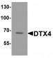 DTX4 Antibody