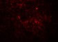 JAG1 Antibody