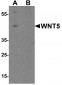 WNT5 Antibody