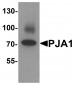 PJA1 Antibody