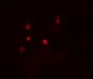 ATG4D Antibody