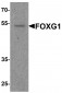 FOXG1 Antibody