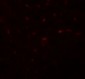 TRB3 Antibody