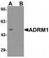 ADRM1 Antibody